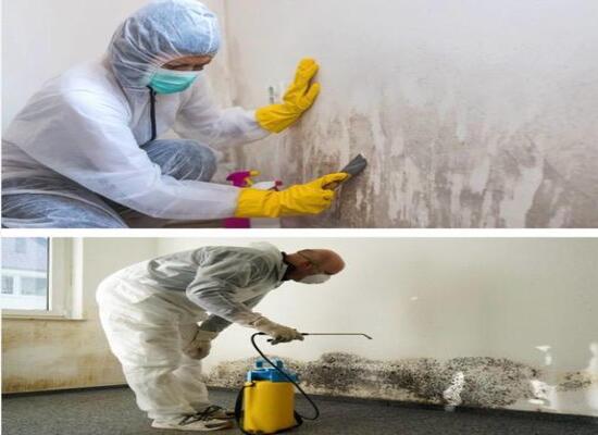 Mould Treatment